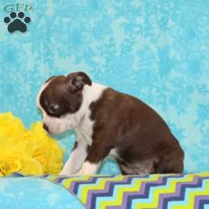 Jackie, Boston Terrier Puppy